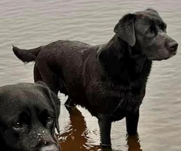 Kan vre et billede af hund