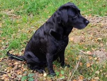 Kan vre et billede af hund